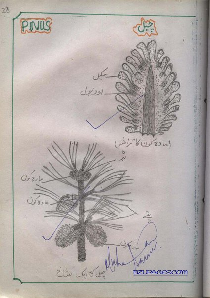 28 Pinus (Cheel).jpg